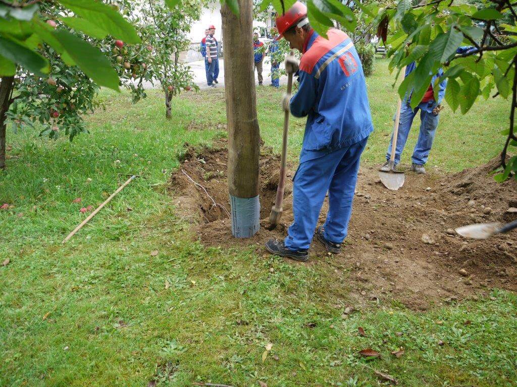 Polesaver being used on Chestnut utility poles in Slovenia - image shows pole installation