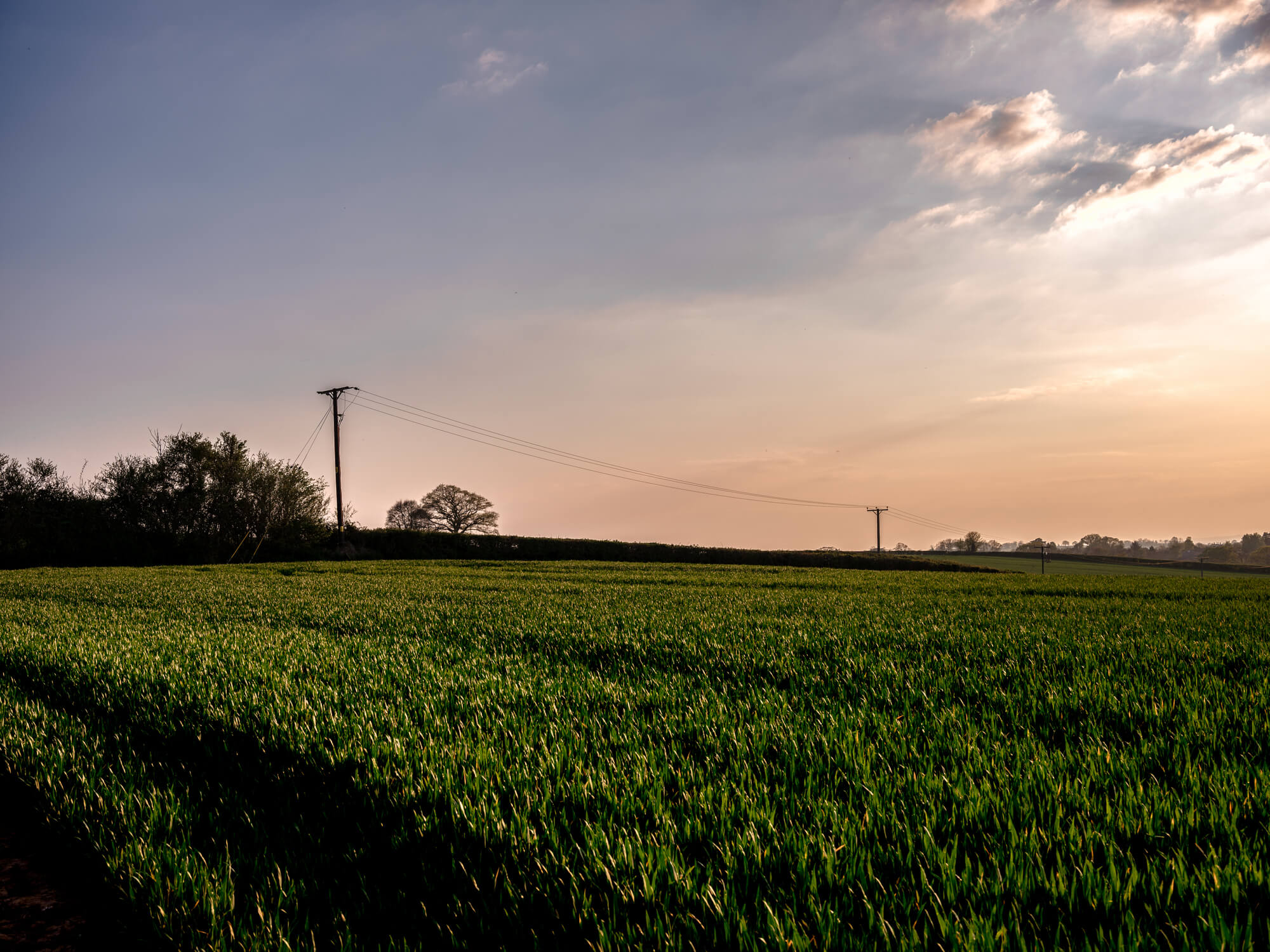 Power distribution poles in a UK field